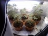 plant 5.jpg