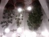 plant 6.jpg