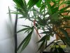 100_2463.jpg