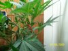 100_2462.jpg
