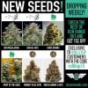 New Seeds May.jpg