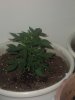 DSCF4534.JPG