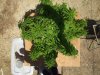DSCF1478.jpg