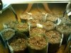 2009-07-09 13.33.34.jpg