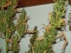 100_0141.jpg