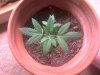 Skunk red pot.jpg