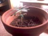 Skunk red pot 2.jpg