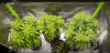Screenshot_2021-06-12-00-15-59-98.png