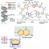 0322_DNA_Nucleotides.jpg
