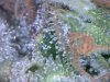 trich1.JPG