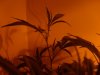 BB Flower Day 13.jpg
