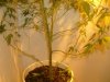 Big Baby Stalk.jpg