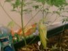 Kush Dying Leaves.jpg