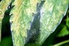 spider-mite-marijuana-webbing-leaf-sm.jpg