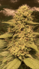 404E317B-34A3-4DFD-BC4A-89939BD98F56.png