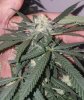 b bud.jpg