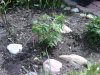 IMG00089-20090711-1506.jpg