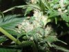 Trainwreck Close Up.JPG