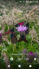 Screenshot_20200816-212016.png