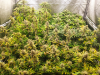cannaz1.png