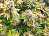 cannaz5.png cannaz5.png