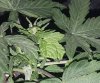 20210707_074108 OF LEAF.jpg