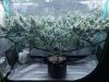 Purple Marmalade Scrog.jpg Purple Marmalade Scrog.jpg