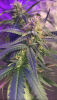 64575F22-D7CF-496F-85A5-0B1EE812F7CC.png