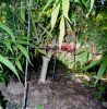 Mulanje Gold2 Stem 12-22-13.png