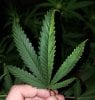 BD Leaf 3.jpg