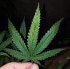 BD Leaf 4.jpg