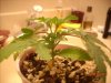 Picture 016.jpg