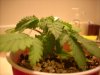 Picture 019.jpg