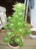 DSC03469.jpg