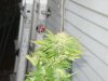 DSC03471.jpg