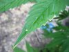 2009_07130004.jpg