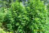 100_3551.JPG