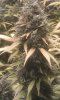 7 - Strawberry Banana Kush Bud 1.jpg