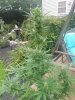 IMG_20210720_202301446.jpg