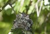 Hummingbird-babies2.5pi.jpg