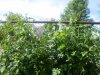 7-13-09 006.jpg