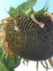 Sunflower-43.jpg