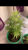 0C723E5B-34E7-4D91-903C-329781E3AD16.png