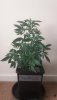 Thelma-Lou-Week-5.jpg