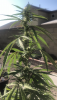 6AB24677-1B82-4733-A7D0-FDC861D16EB2.png 6AB24677-1B82-4733-A7D0-FDC861D16EB2.png