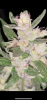 33EC0D3B-DFB6-495B-81E6-4EC4F25471CB.png