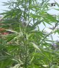 plant 2.JPG