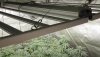 cannabis-under-medicgrow-fold-8-hempwithgg.jpg