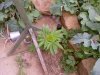 Plant.jpg