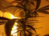 7-15-09 002.jpg